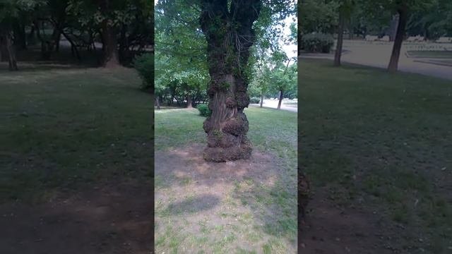 Психология красоты корявого дерева