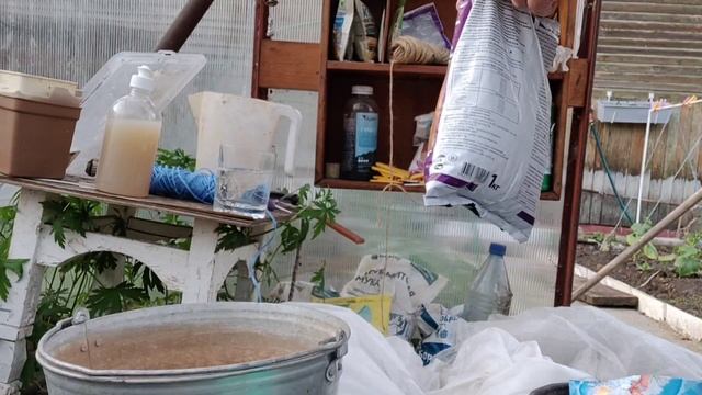 Дела огородные. Жёлтая кайма на листьях огурцов.