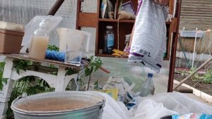 Дела огородные. Жёлтая кайма на листьях огурцов.