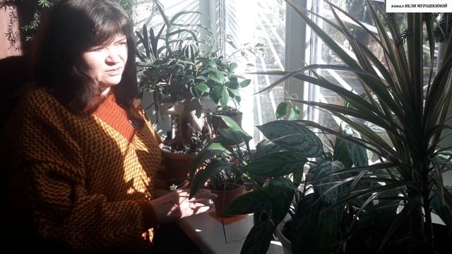 Как УДОБРЯТЬ комнатные РАСТЕНИЯ ЗИМОЙ. смотреть онлайн