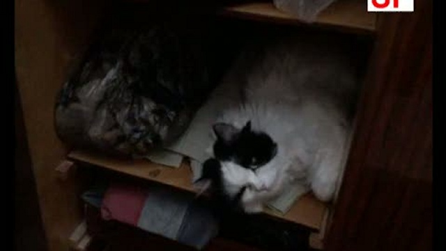 Мои животные смотреть онлайн