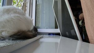 СКОТЧ. Как использую? Или как бороться с кошачьими проделками? (21.05.23г.)#cat #кот