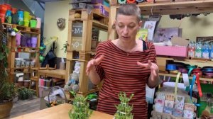 Лаки бамбук необычной формы | Плошка счастья | Счастливый бамбук