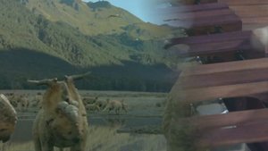 Практическое мультимедийное пособие «Карнавал животных»( К.Сен-Санс) Ископаемые видео