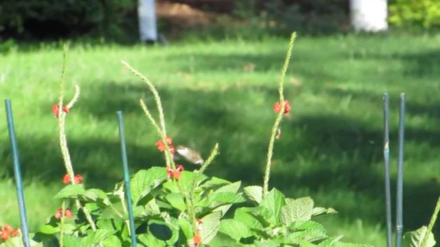 Hummingbird at coral Porterweed 9.28.18 смотреть онлайн