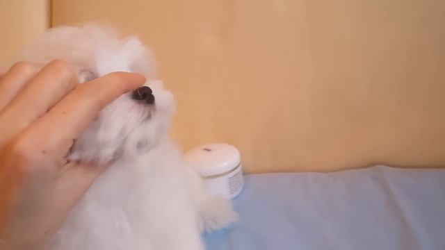 ТЕРНИНГ ВАЙТ 2.5 МЕС