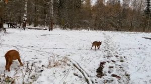Щенок с хозяйкой не знали , зачем я увел их в лес