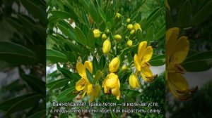 Сенна трава: описание, где растет, свойства и применение