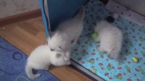 Котята 1 месяц день рождения