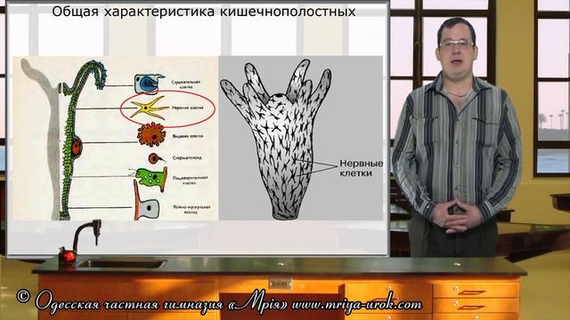 Общая характеристика кишечнополостных