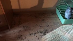 Уборка клетки шиншилл?