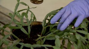 Декабрист гуллашга қандай тайёрланади