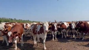 Нетели красно пестрой породы