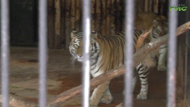 Главные традиции Нового года по лунному календарю смотреть онлайн