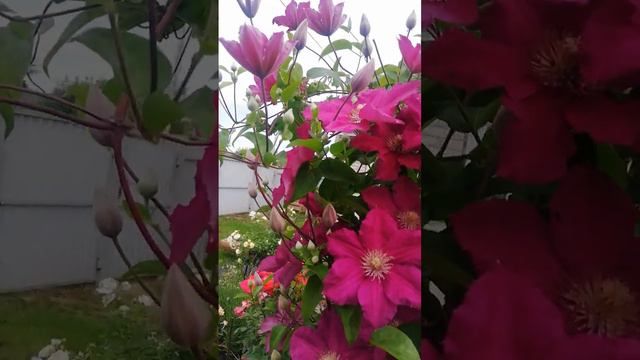 клематис эрнест маркхем смотреть онлайн