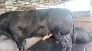 sapi "GST"Sapi super Belgian🐂 montok BB 800 an senggol dhong.. 🤪🤪🤪