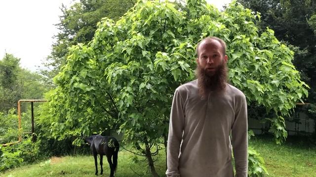 Нашли и купили лошадей на Кавказе | Александр Обжерин