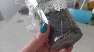 Бугенвиллия - укоренение без проблем!