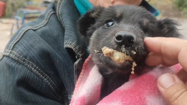 Спаси хвостатого беженца