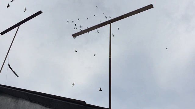 Бойный голубь должен летать с правильным боем.