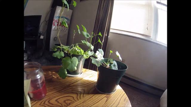 Geranium Growing Time lapse 8 hours. смотреть онлайн