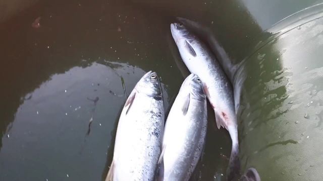 Рыбалка на Сахалине. Ловим горбушу и креветку /Сахалин. Сахалинская область/Sakh Fishing