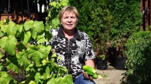 Почему огурцы горькие ? ✓ Что делать ?