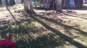 Как научить собаку играть в мяч  Трюковая дрессировка собак