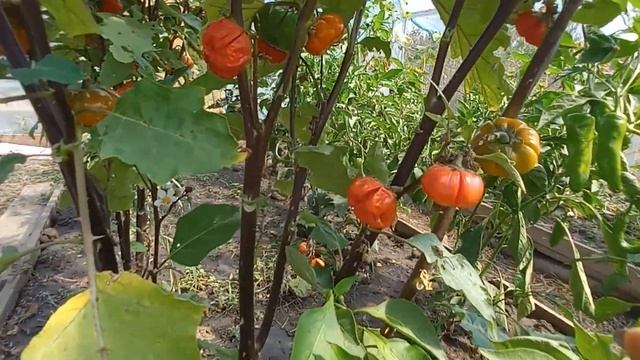 Декоративный баклажан "Тыква на палочке" Что выросло к осени? смотреть онлайн