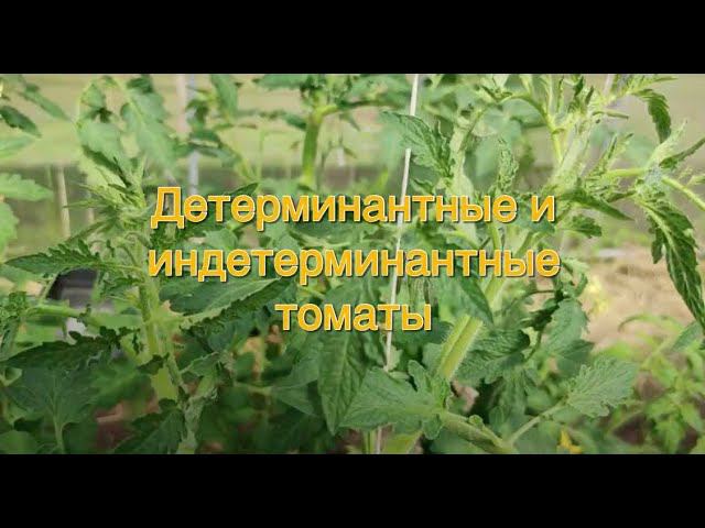 Детерминантные и индетерминантные томаты