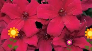 Клематис гибридный Kardinal Wyszynski. Краткий обзор, описание характеристик