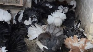 Продаю павлинов (голубей) американского типа