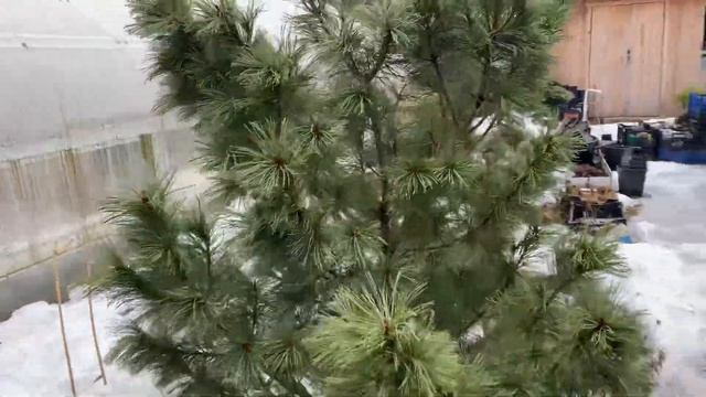 Как перезимовали хвойные, рододендроны и гортензии под Питером
