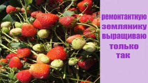 КАК ВЫРАЩИВАТЬ РЕМОНТАНТНУЮ ЗЕМЛЯНИКУ ЧТОБЫ ГАРАНТИРОВАННО ПОЛУЧАТЬ ВЫСОКИЕ УРОЖАИ .