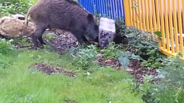 кабан в городе смотреть онлайн