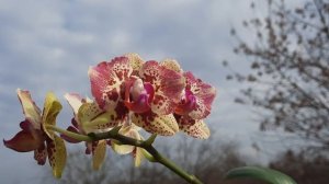 Phal. Lioulin Sparrow Cat "peloric"