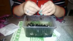 Амаралис семена сайта алейкспрес