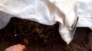 Укрытие инжира на зиму.Средняя полоса.