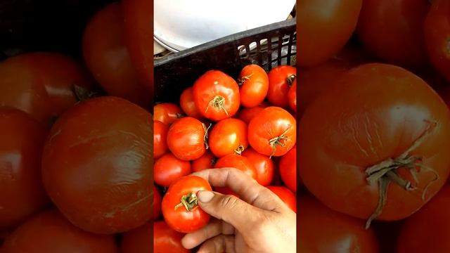 как выбрать Правильный помидор 🍅 для получения качественных семян! смотреть онлайн