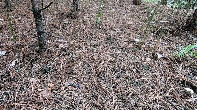 Грибы ведрами- счастье грибника! Не куда было собирать. Маслята весной, май 2020. смотреть онлайн