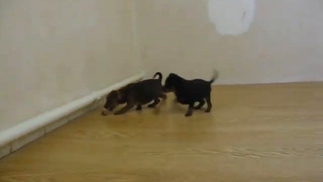 "F"-щенки, цвергпинчер смотреть онлайн