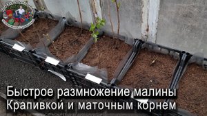 Быстрое размножение малины крапивкой и маточным корнем #ТриЭкоСад