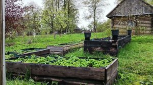 Двухнедельный рост тыквы. Прополка сорняков в парнике. Огород.