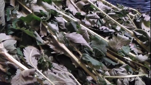 Лечит печень, против вирусов репешок обыкновенный лечебные свойства