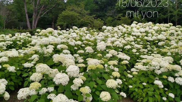 Tsuyusora смотреть онлайн