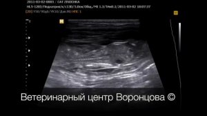 УЗИ. Беременность у кошки (срок 45 дней)