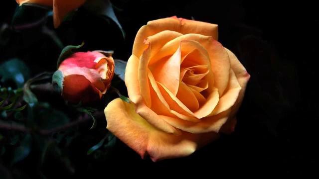 Хорошие романтические песни и фото онлайн смотреть онлайн