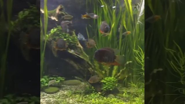 Один день из отпуска. Океанариум в Воронеже смотреть онлайн