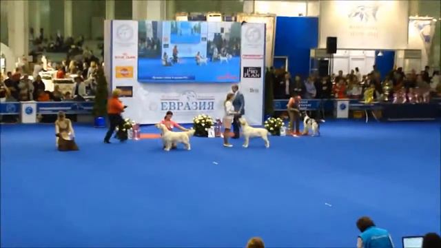 Евразия 2014-2 230314 Лучшая собака 8-й группы смотреть онлайн