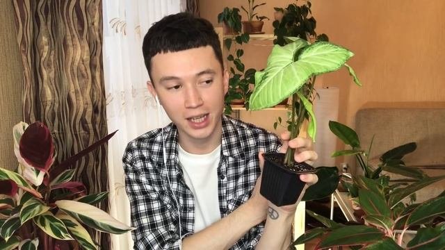 Растение Мечты в Мою Коллекцию Комнатных Растений » Обзор Новинок